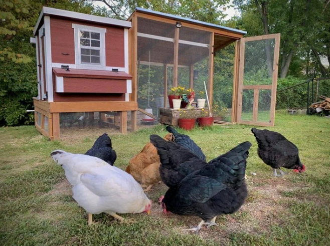 OverEZ Medium Chicken Coop - Up to 10 Chickens - OverEZ - Ambient Home