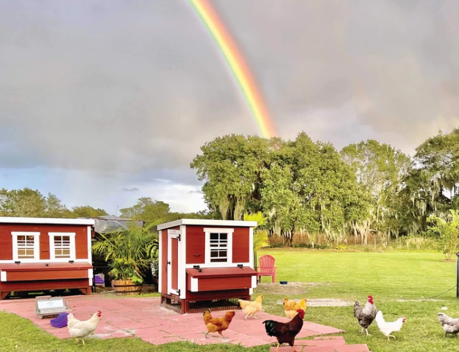 OverEZ Medium Chicken Coop - Up to 10 Chickens - OverEZ - Ambient Home