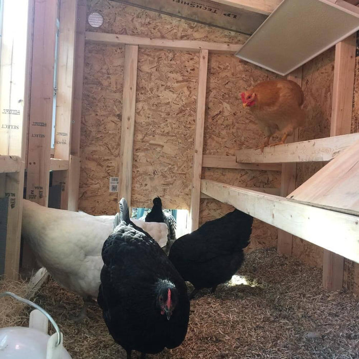 OverEZ Medium Chicken Coop - Up to 10 Chickens - OverEZ - Ambient Home