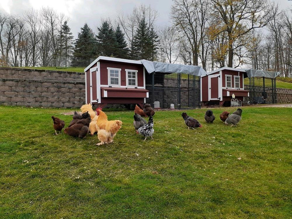 OverEZ Large Chicken Coop - Up to 15 Chickens - OverEZ - Ambient Home