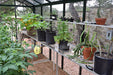 Exaco Victorian Greenhouse VI23 (small), VI34 (medium) & VI36 (large) - Exaco - Ambient Home